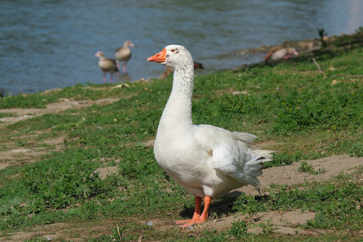 Domestic goose sp. (Domestic type) - ML618749333