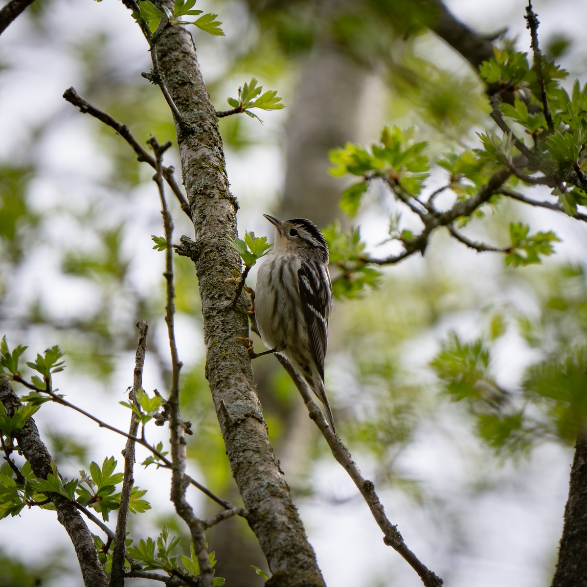 Black-and-white Warbler - ML618749344