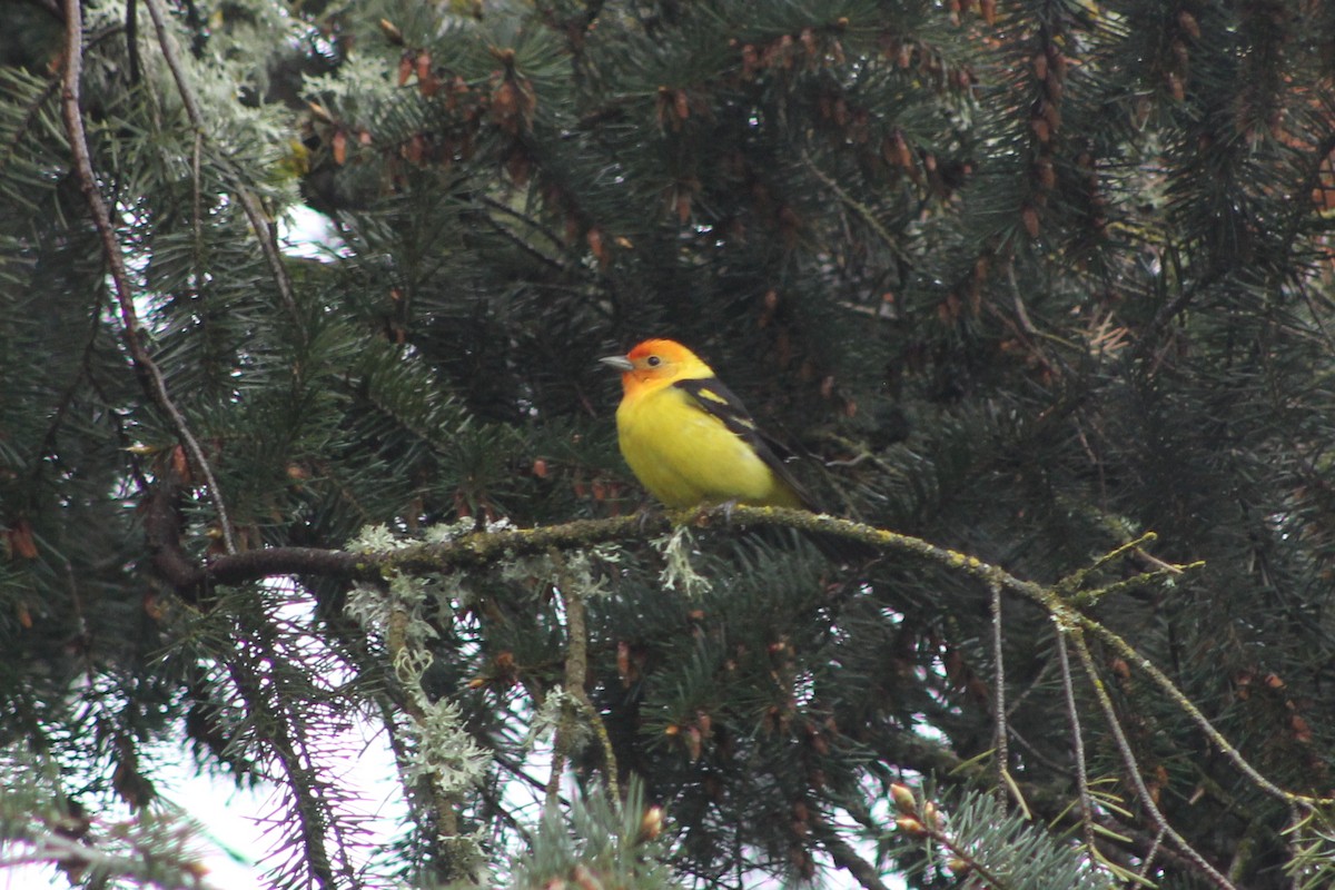 Western Tanager - ML618749348