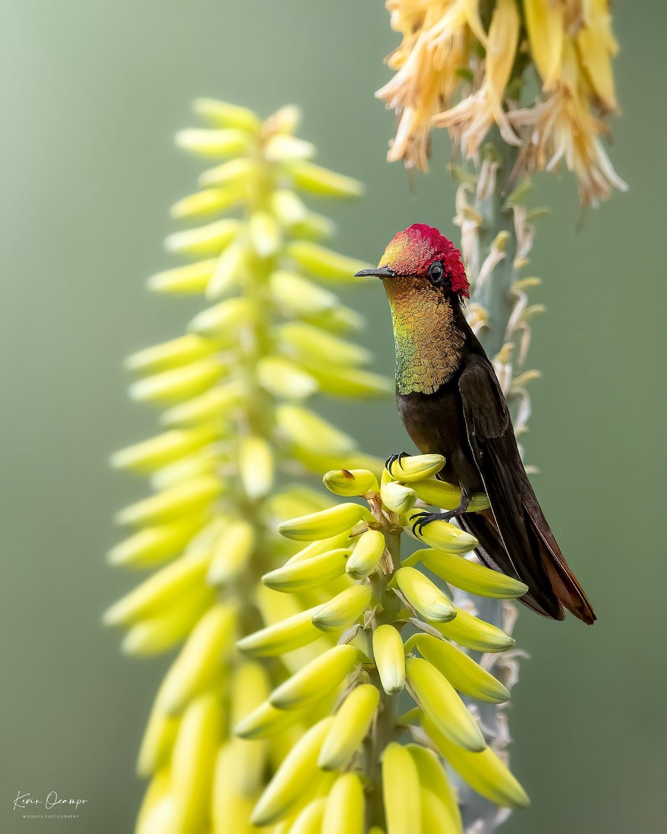 kolibřík červenohlavý - ML618749380
