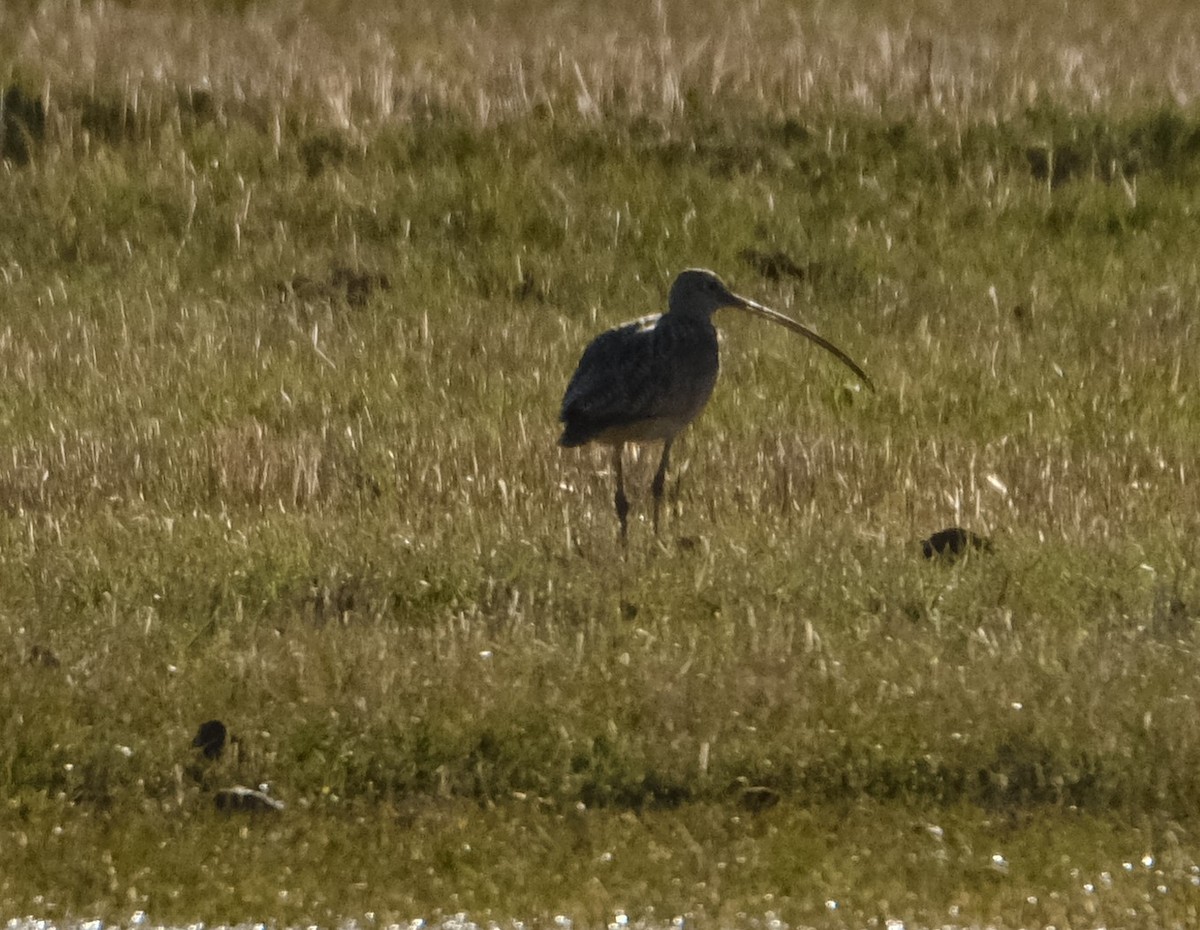 Long-billed Curlew - ML618749416