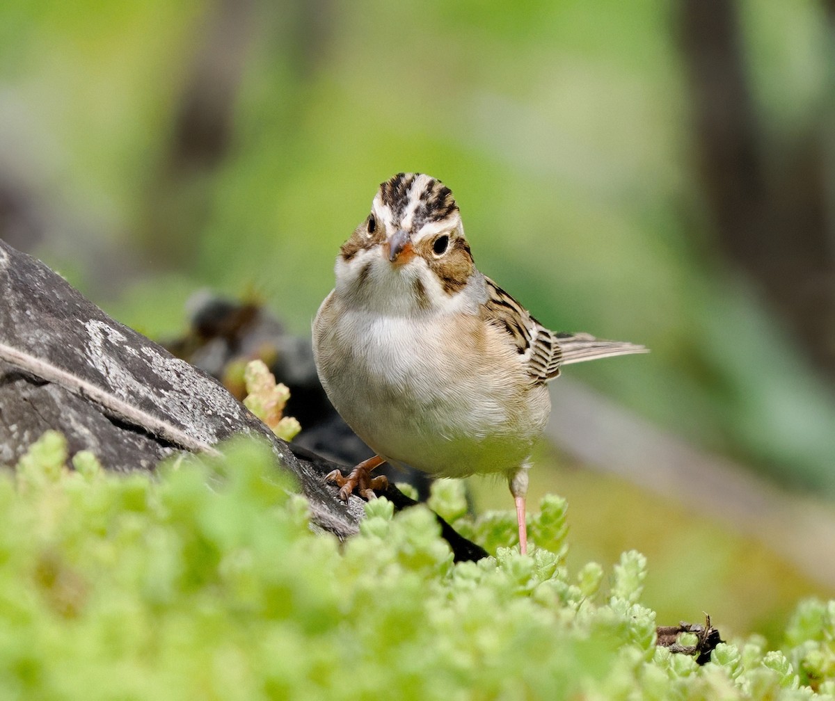 Clay-colored Sparrow - ML618749438