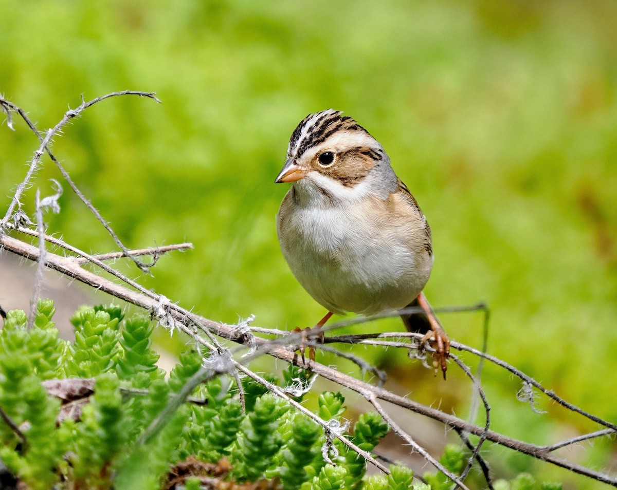 Clay-colored Sparrow - ML618749446