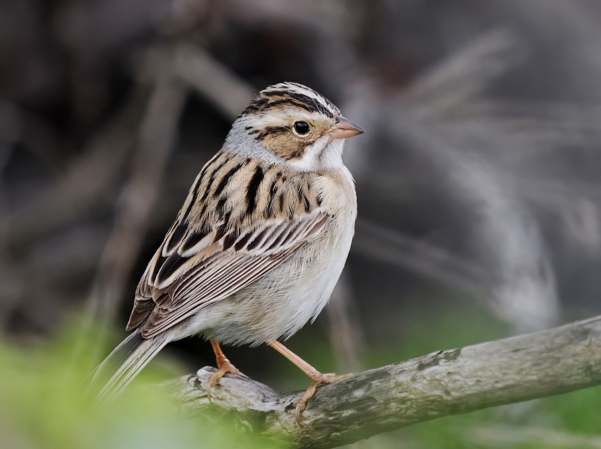 Clay-colored Sparrow - ML618749447