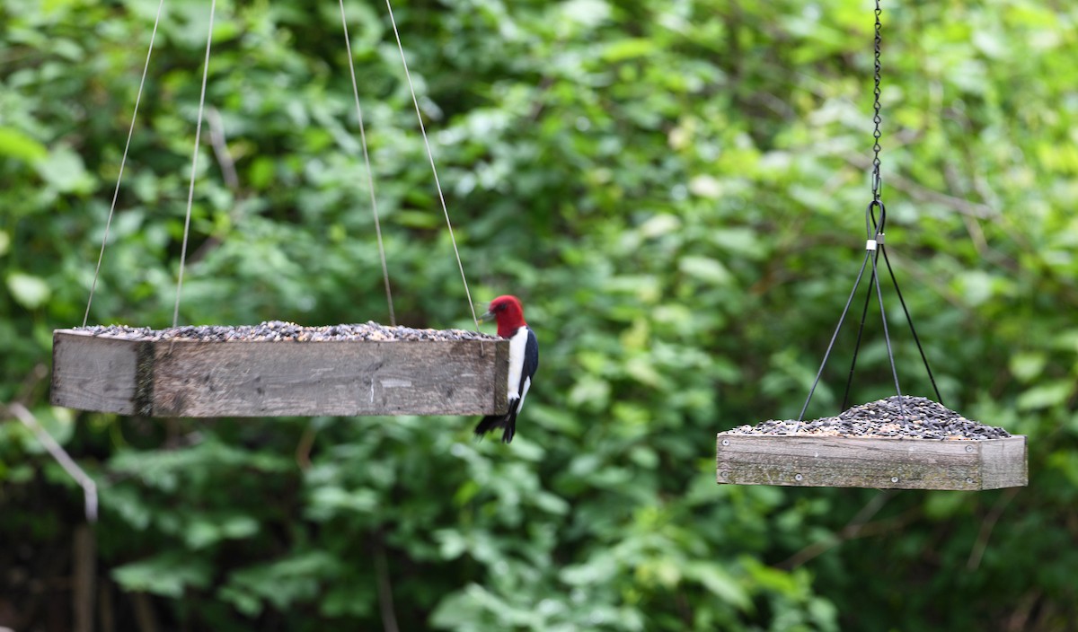 Red-headed Woodpecker - ML618749451
