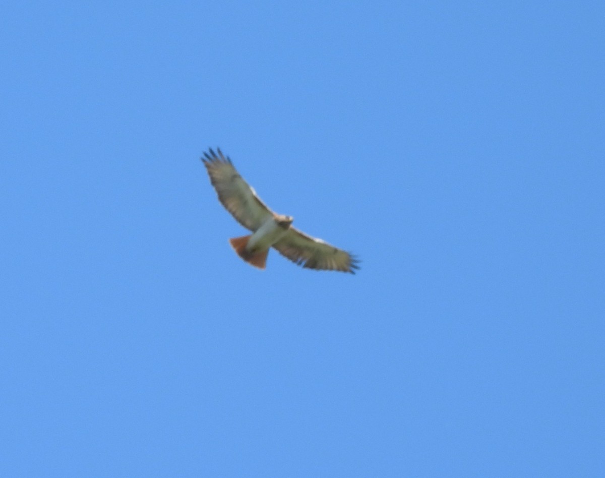 Red-tailed Hawk - ML618749469