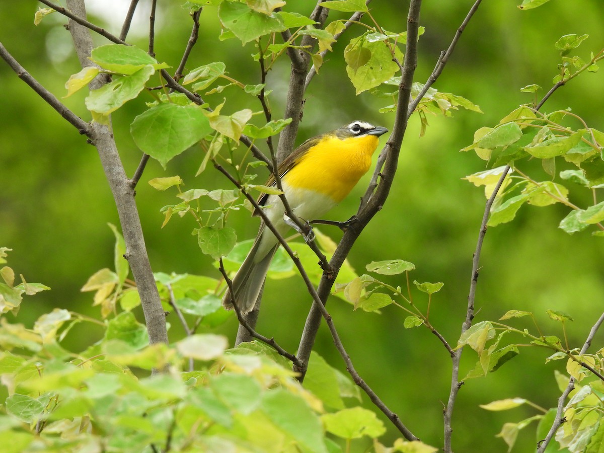 Yellow-breasted Chat - ML618749487