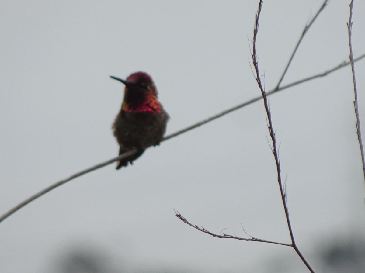 Anna's Hummingbird - ML618749499