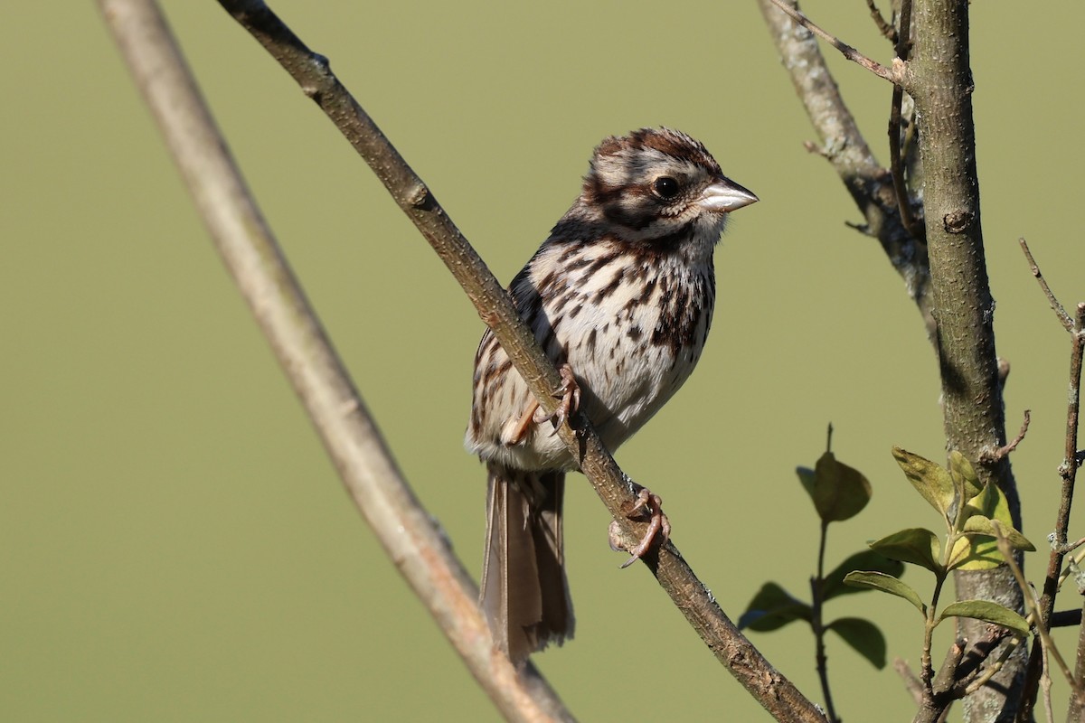 Song Sparrow - Kirstin Shrode