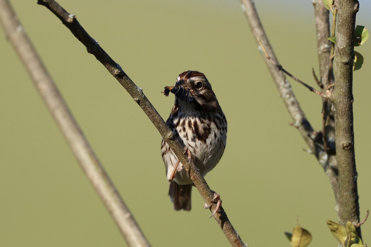 Song Sparrow - Kirstin Shrode