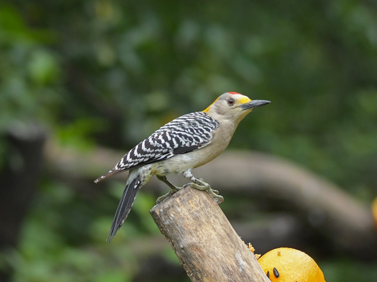 Golden-fronted Woodpecker - ML618749510
