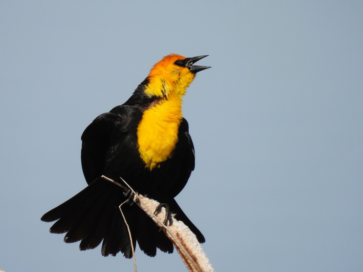 Yellow-headed Blackbird - ML618749512