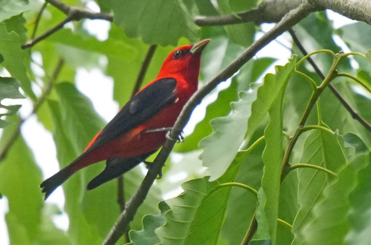 Scarlet Tanager - ML618749530