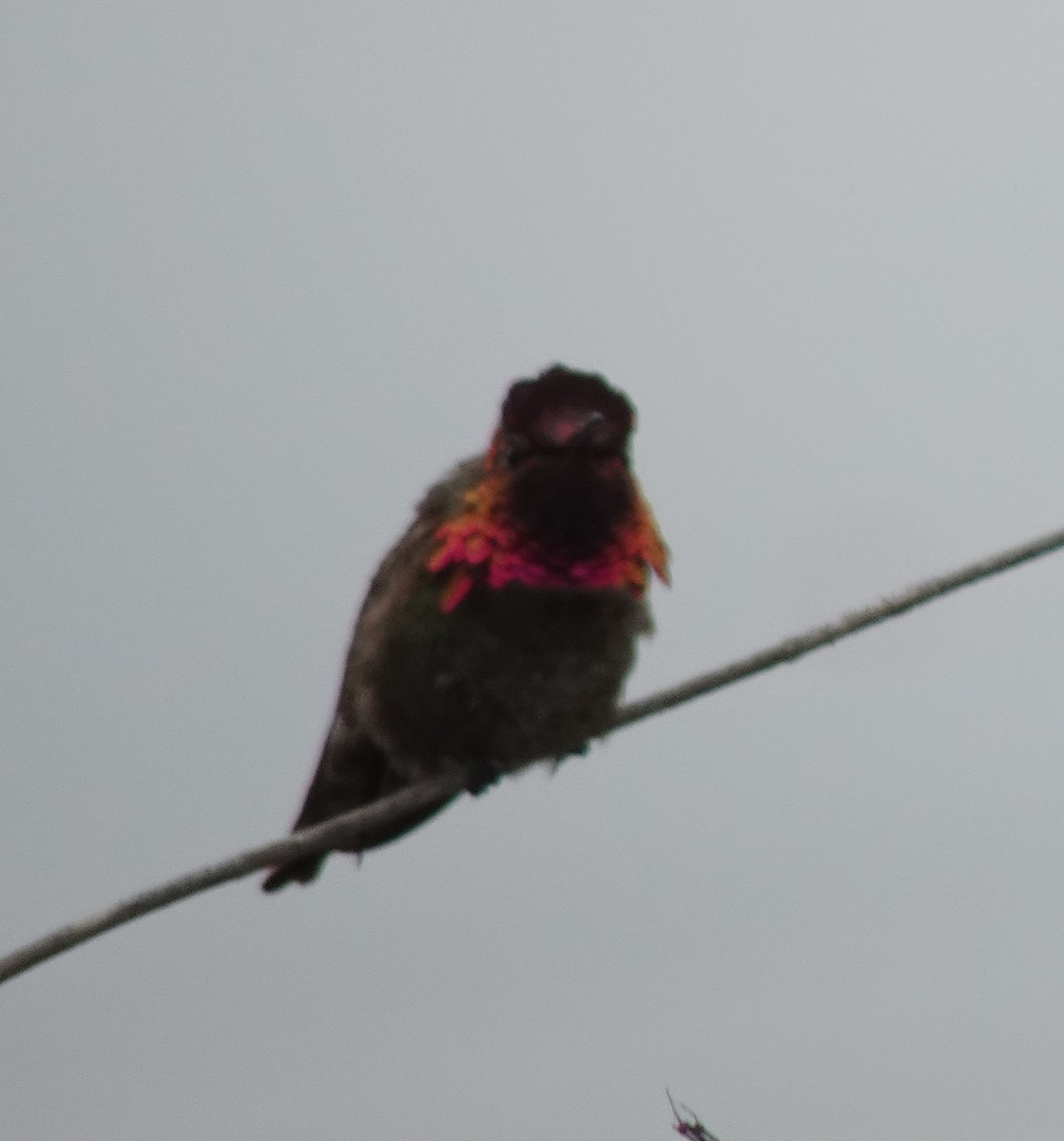 Anna's Hummingbird - ML618749543