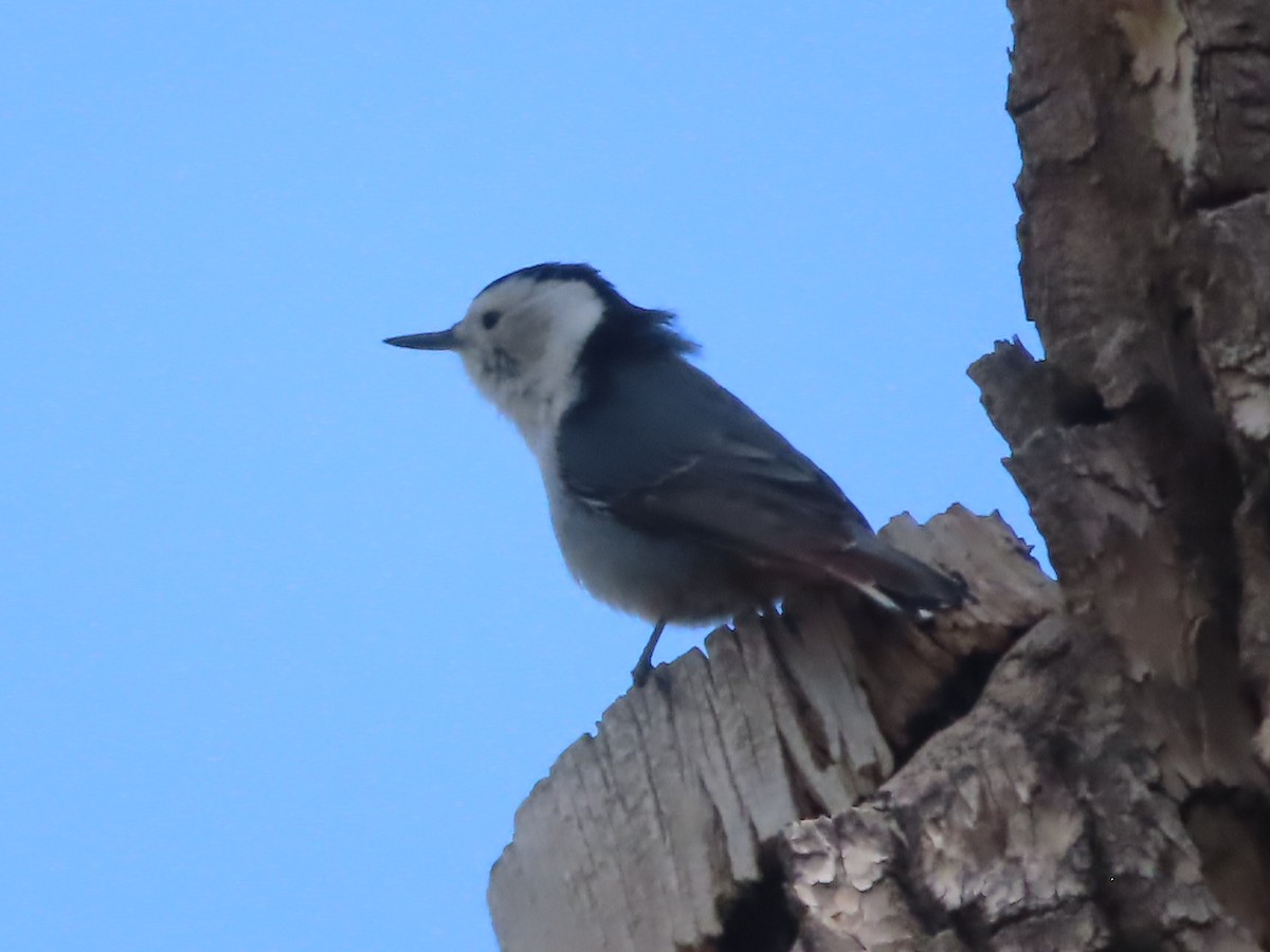 White-breasted Nuthatch - ML618749546