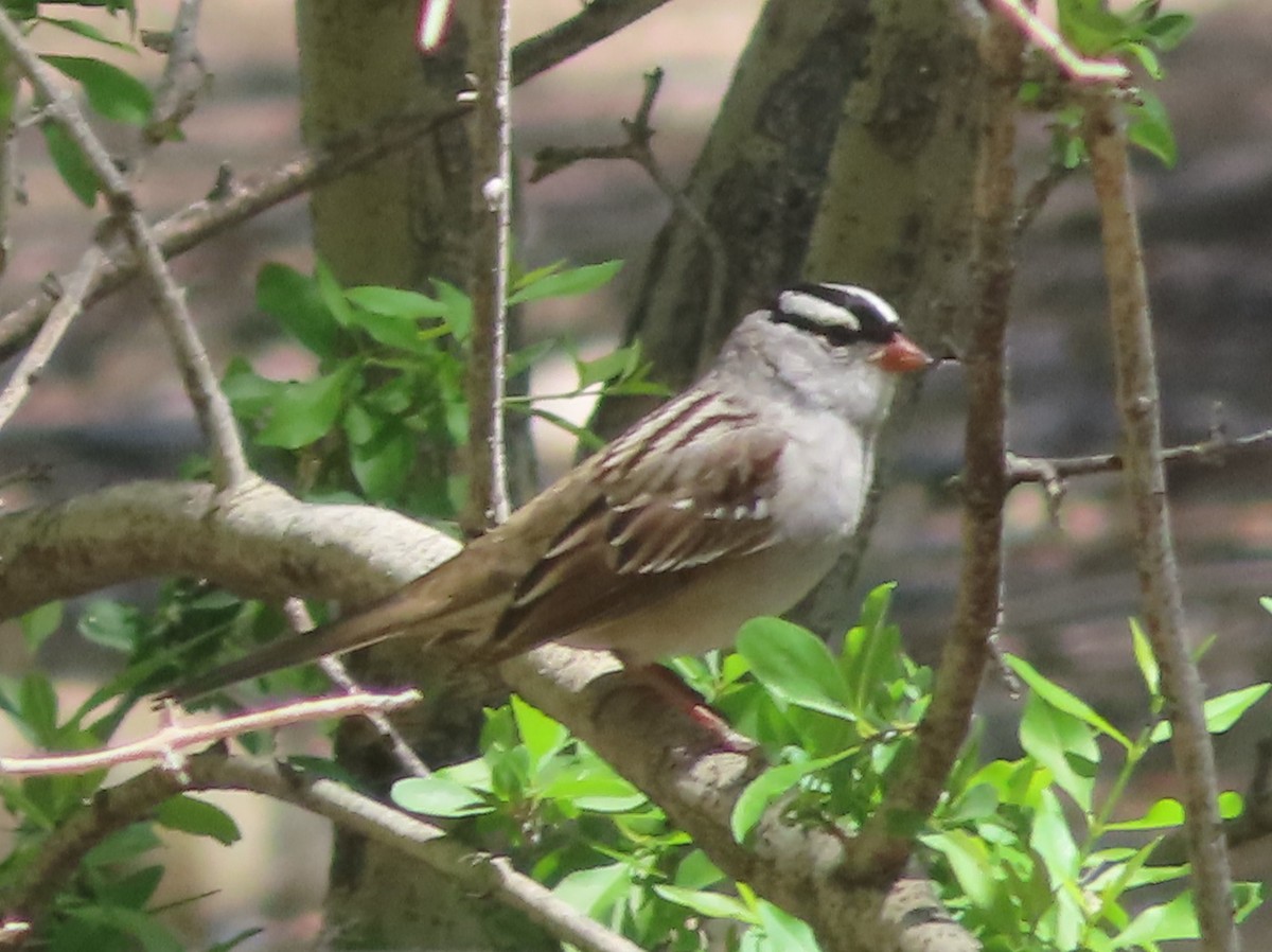 White-crowned Sparrow - ML618749583