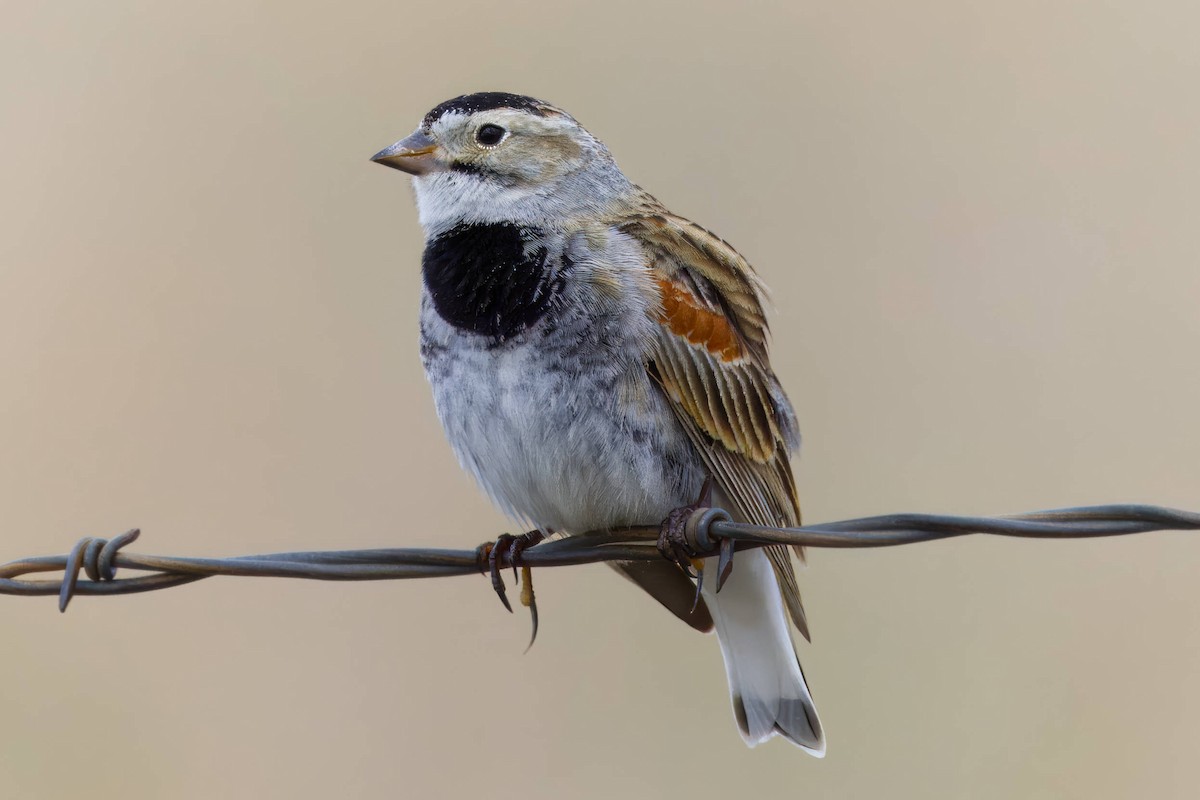 Thick-billed Longspur - ML618749591