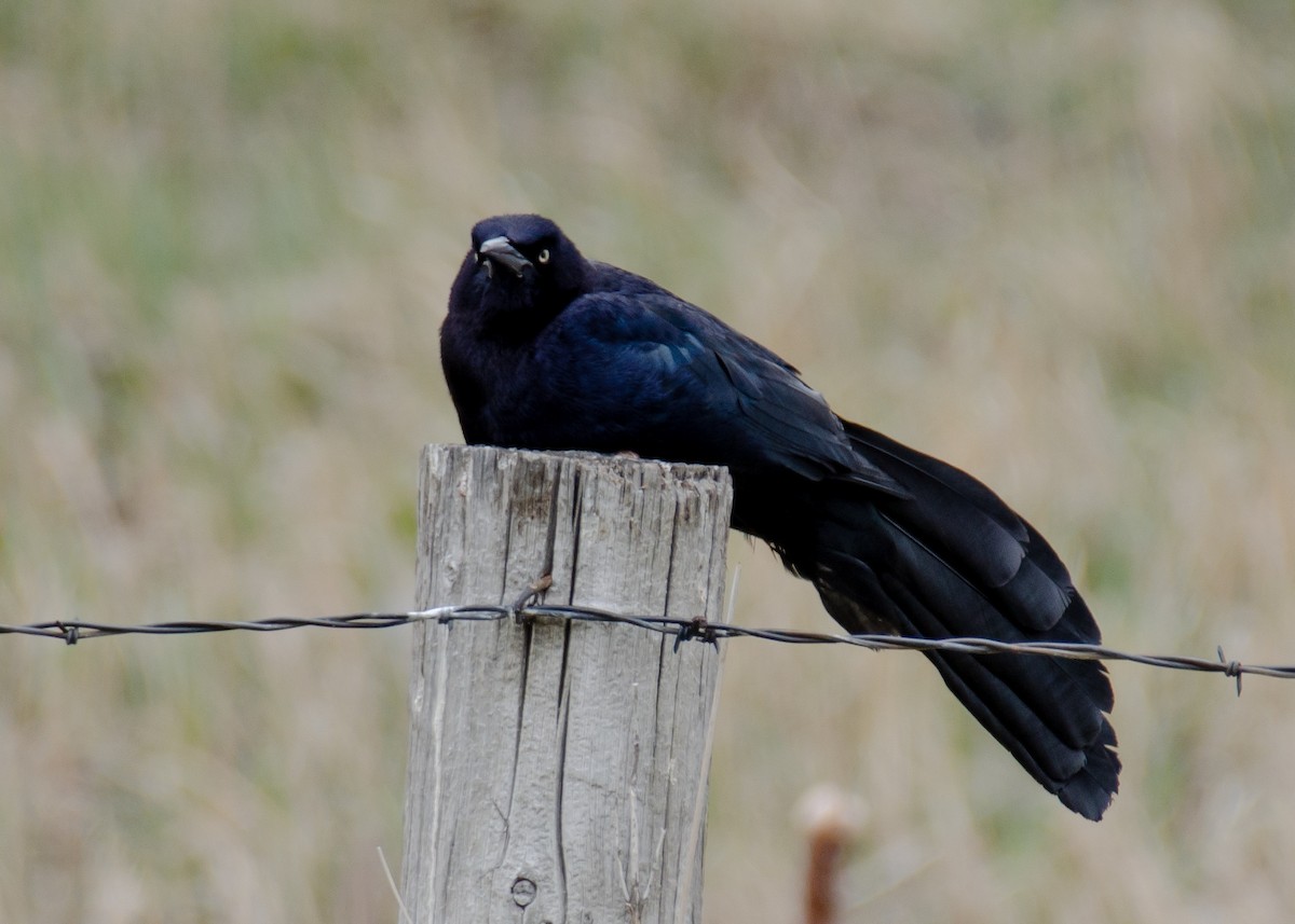 Great-tailed Grackle - ML618749604