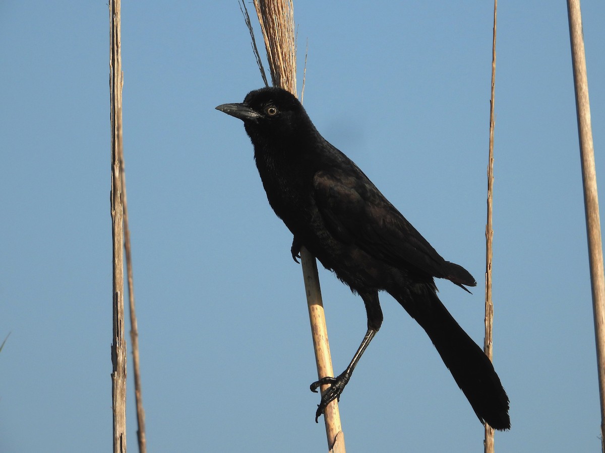 Boat-tailed Grackle - ML618749608