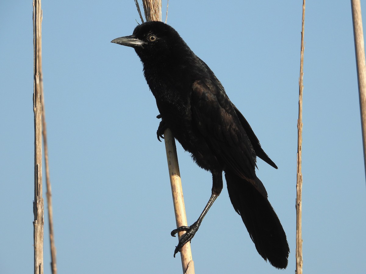Boat-tailed Grackle - ML618749609