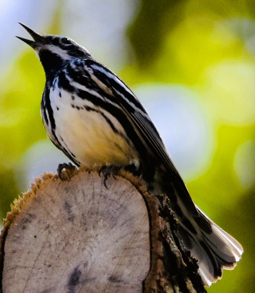 Black-and-white Warbler - ML618749621
