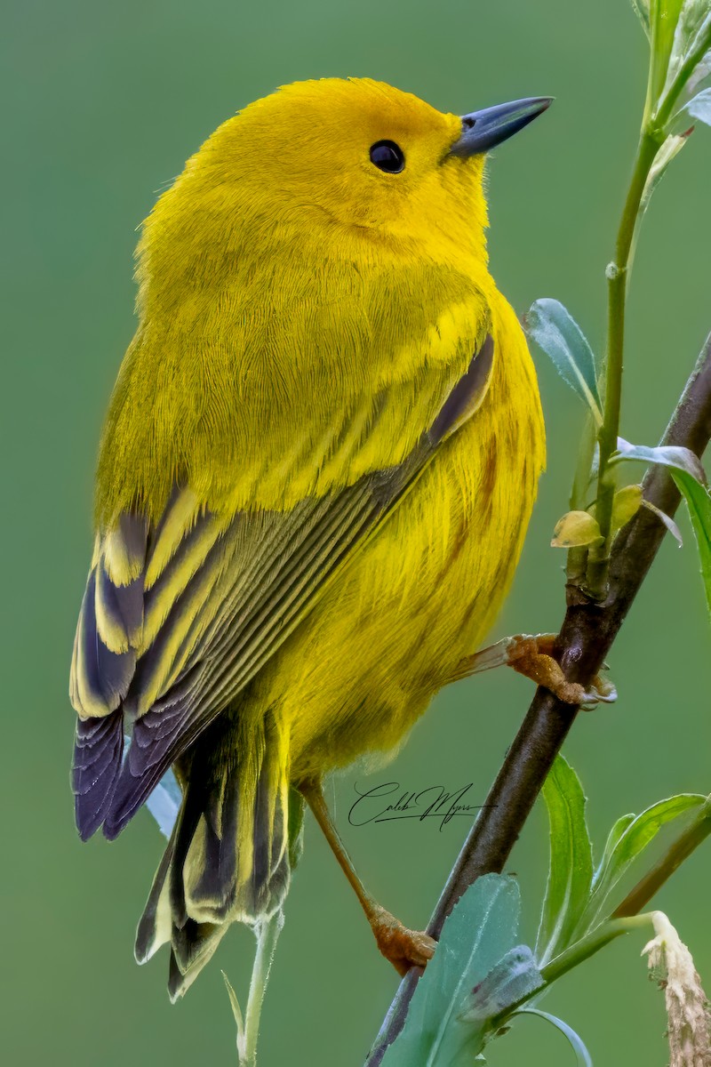 Yellow Warbler - ML618749628