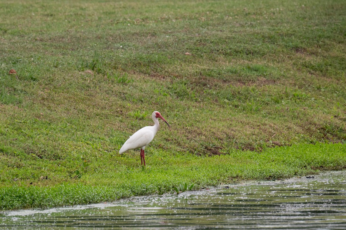 ibis bílý - ML618749634