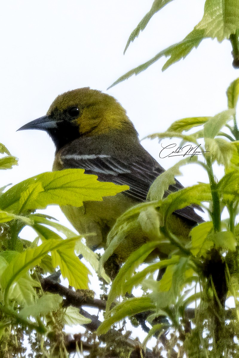 Orchard Oriole - ML618749636