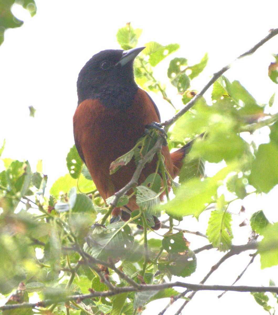 Orchard Oriole - ML618749648