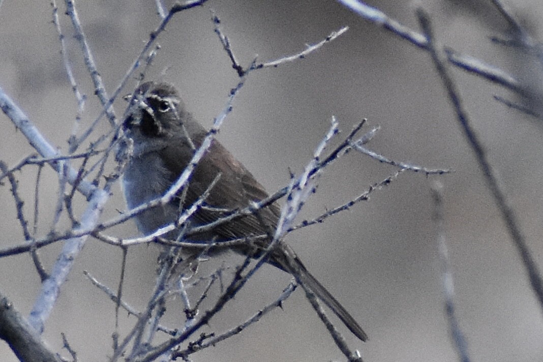 Five-striped Sparrow - Christian Feldt