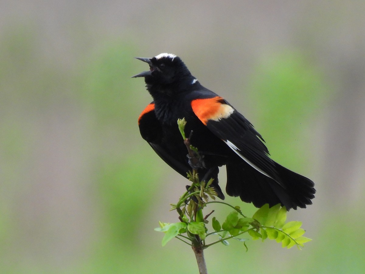 Red-winged Blackbird - ML618749654