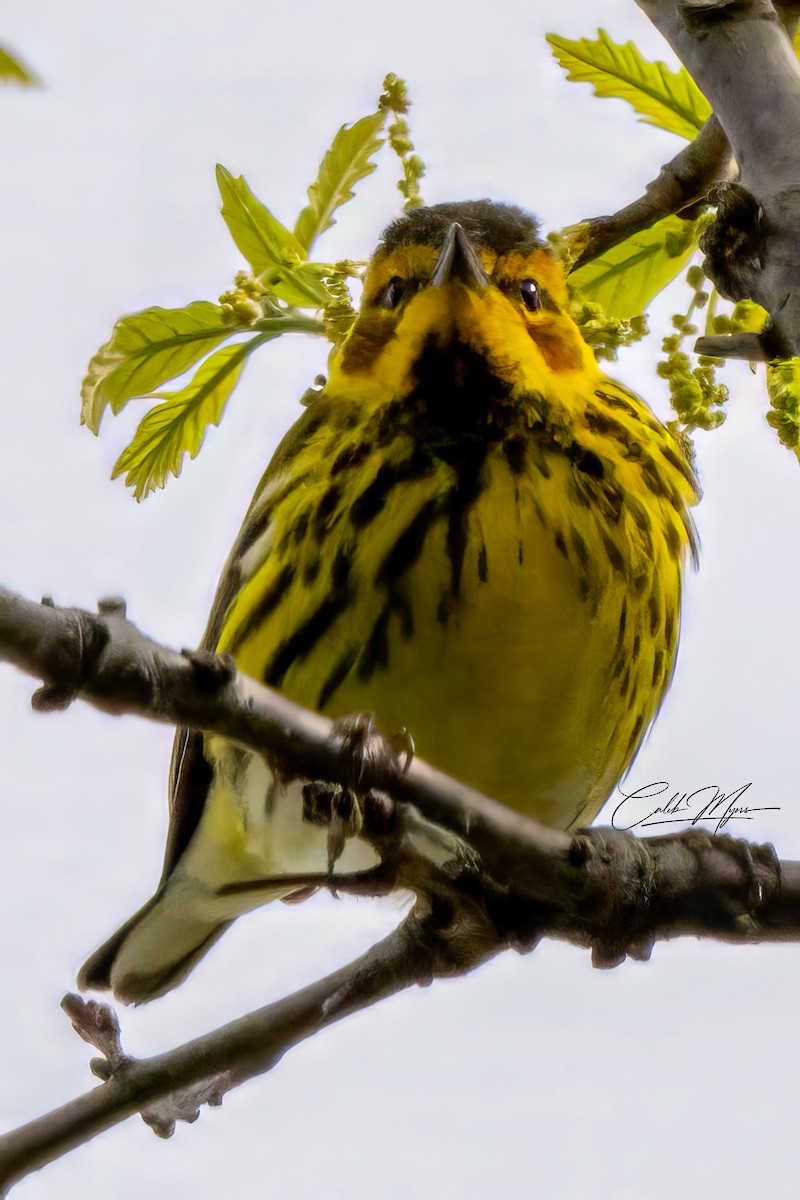 Cape May Warbler - ML618749659