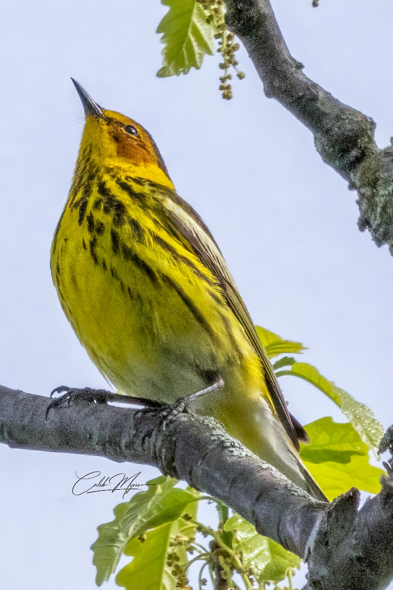 Cape May Warbler - ML618749661