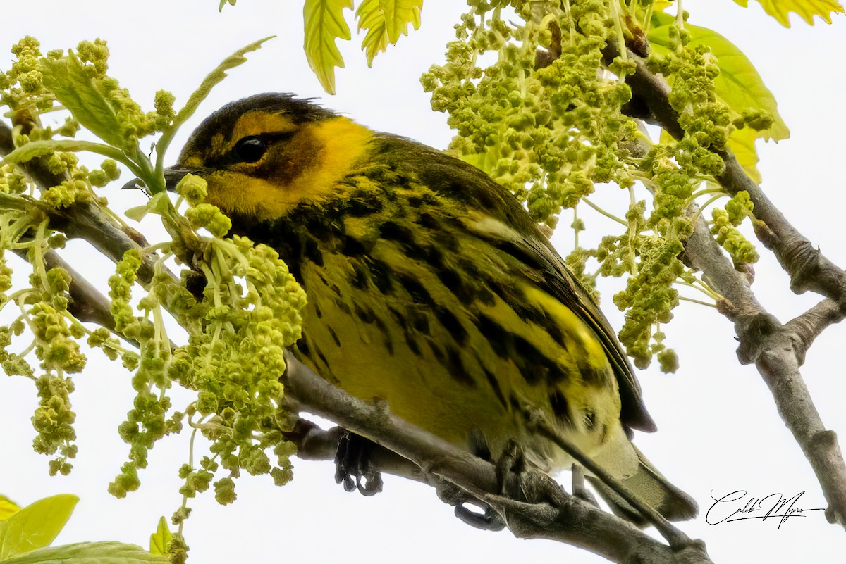 Cape May Warbler - ML618749662