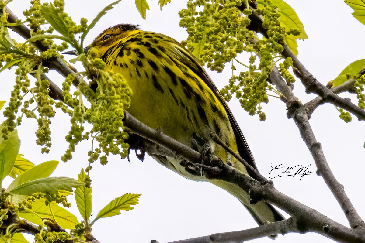 Cape May Warbler - ML618749664