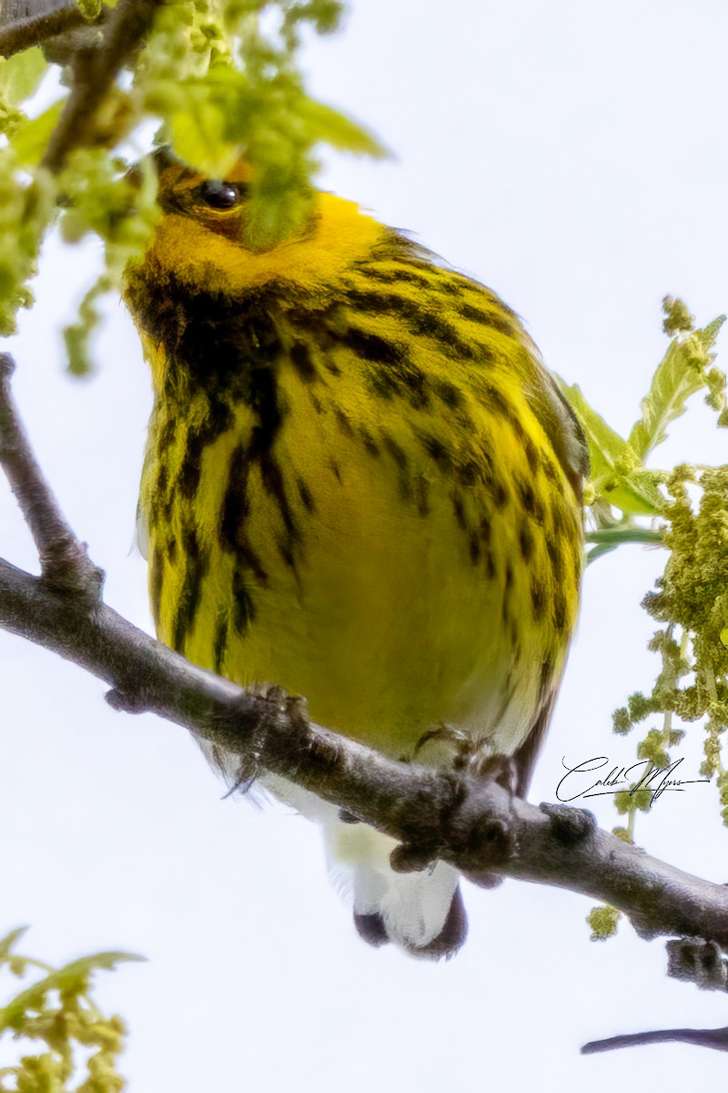 Cape May Warbler - ML618749665