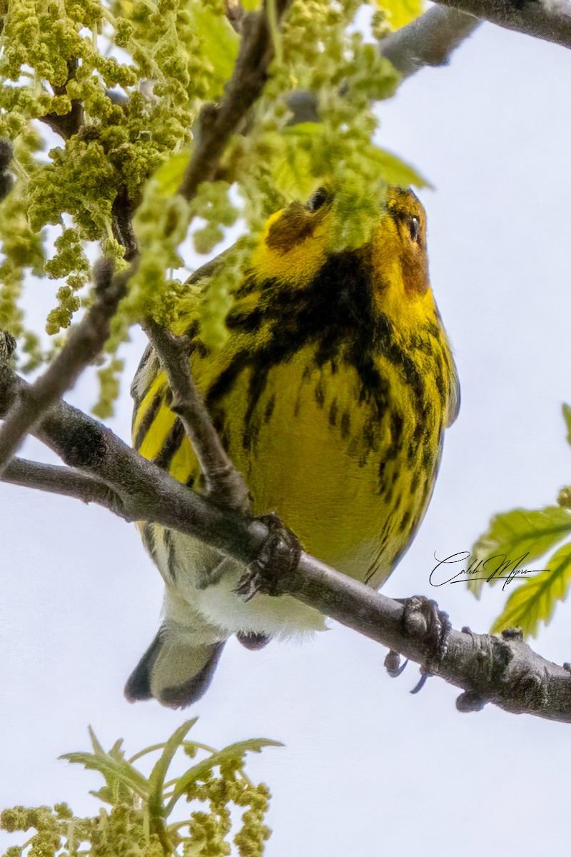 Cape May Warbler - ML618749666