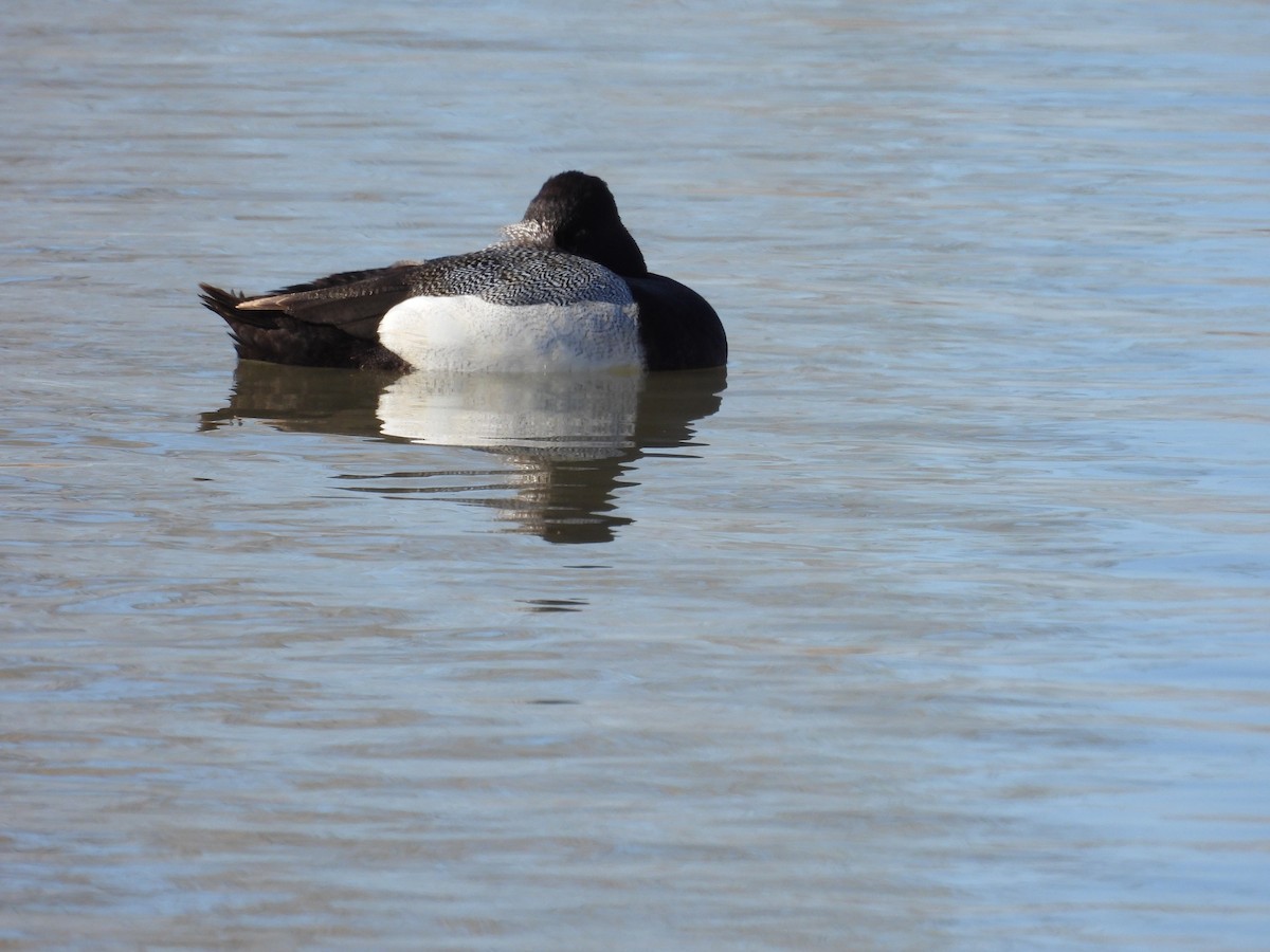 Greater/Lesser Scaup - ML618749678