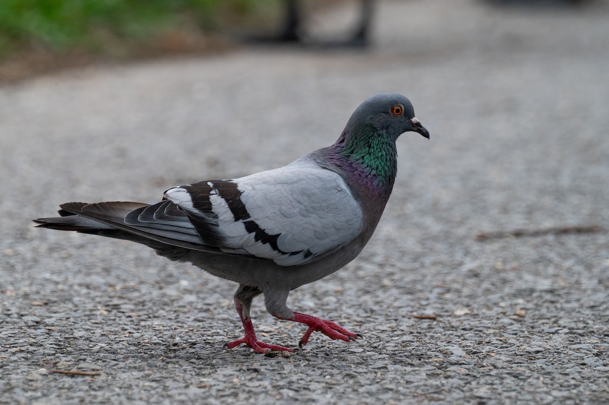Pigeon biset (forme domestique) - ML618749711