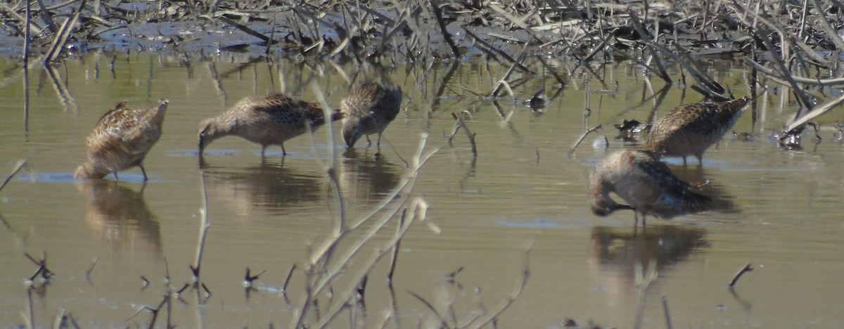 Long-billed Dowitcher - ML618749764