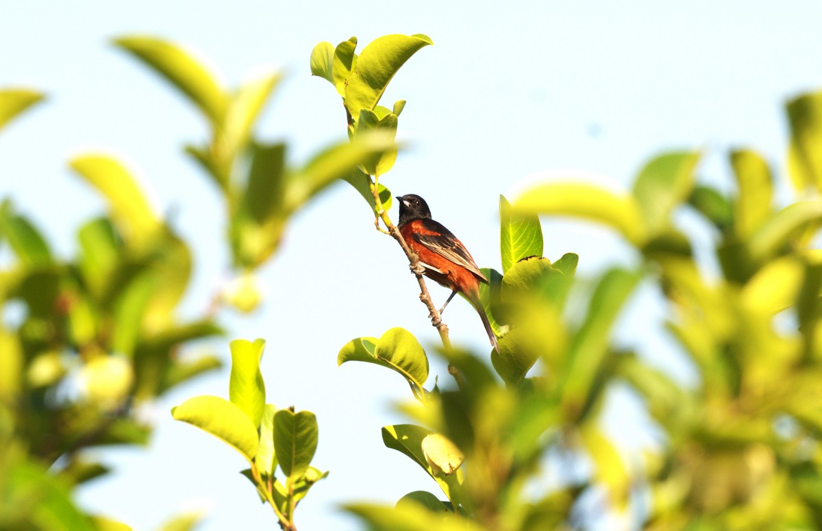 Orchard Oriole - ML618749769