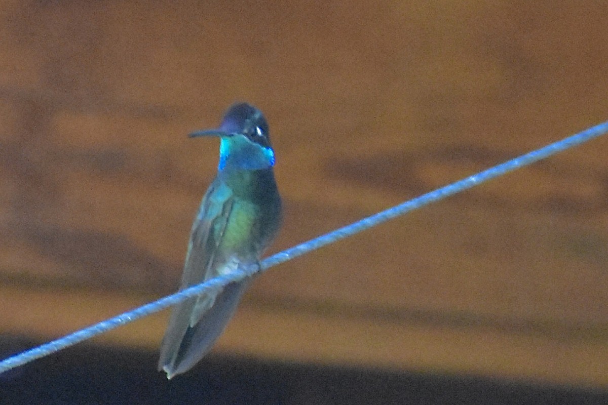Rivoli's Hummingbird - ML618749776