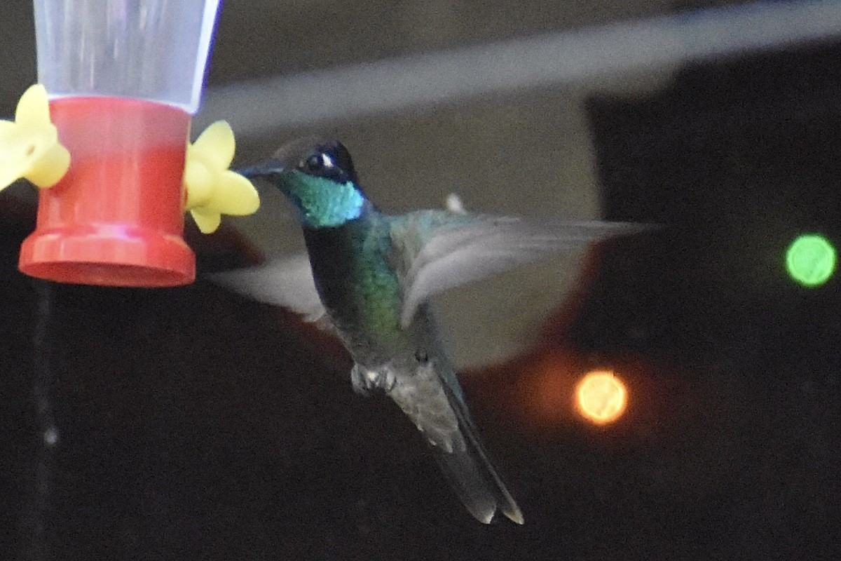 Rivoli's Hummingbird - ML618749777