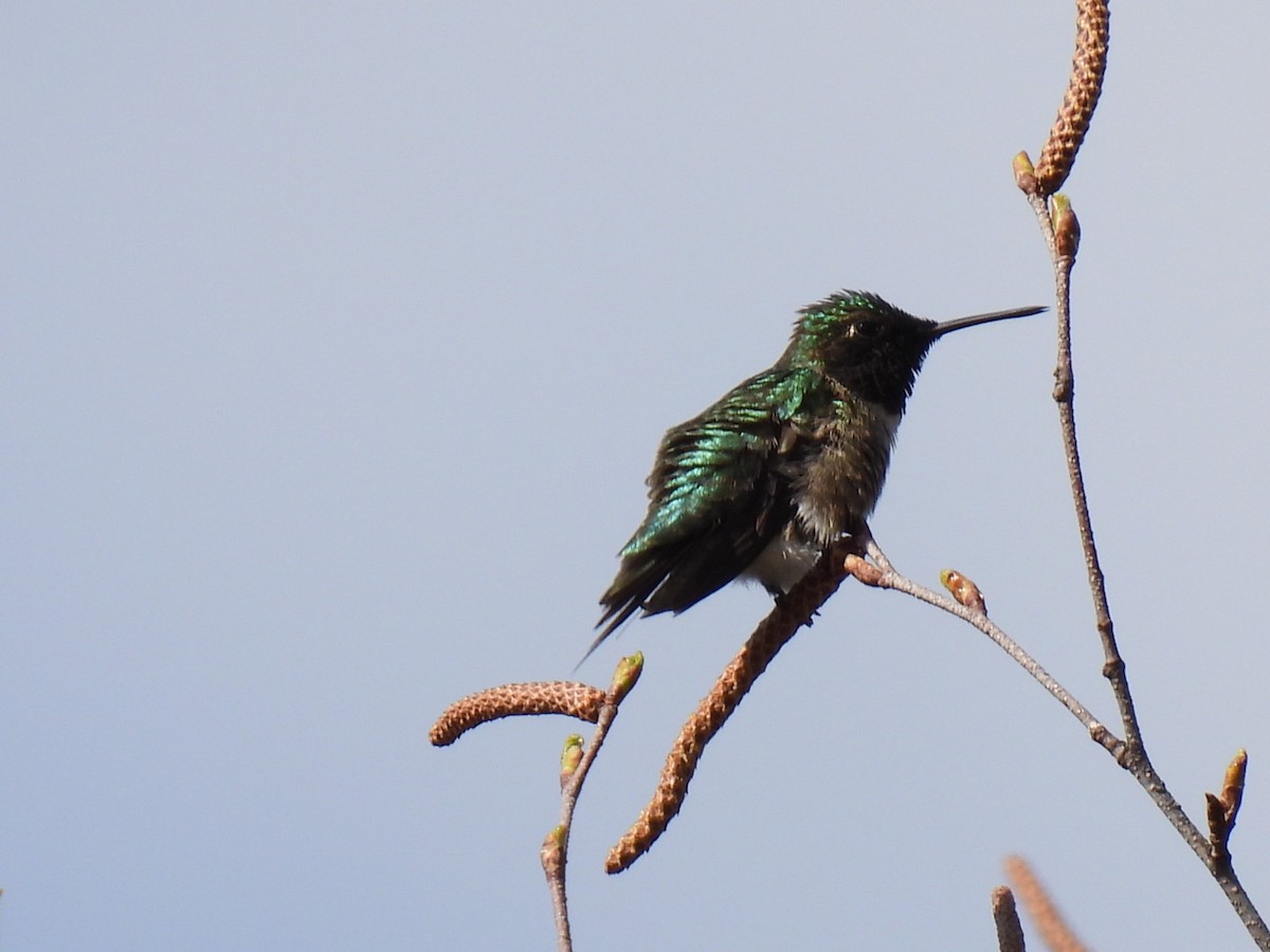 Ruby-throated Hummingbird - ML618749784