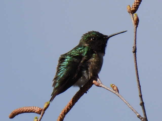 Ruby-throated Hummingbird - ML618749787