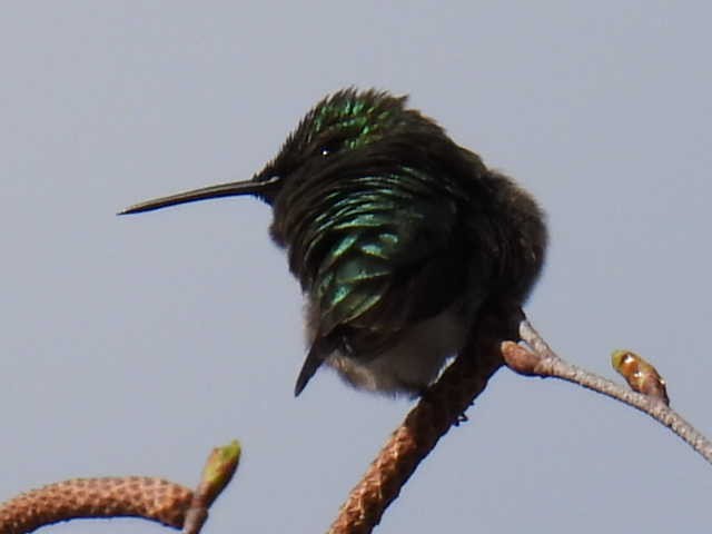 Ruby-throated Hummingbird - ML618749788