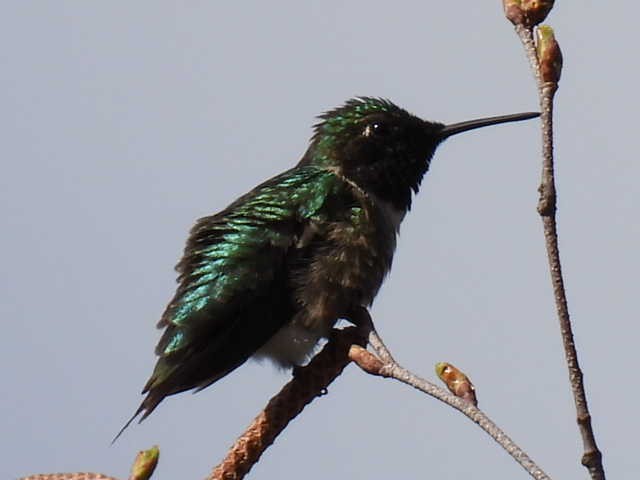 Ruby-throated Hummingbird - ML618749789