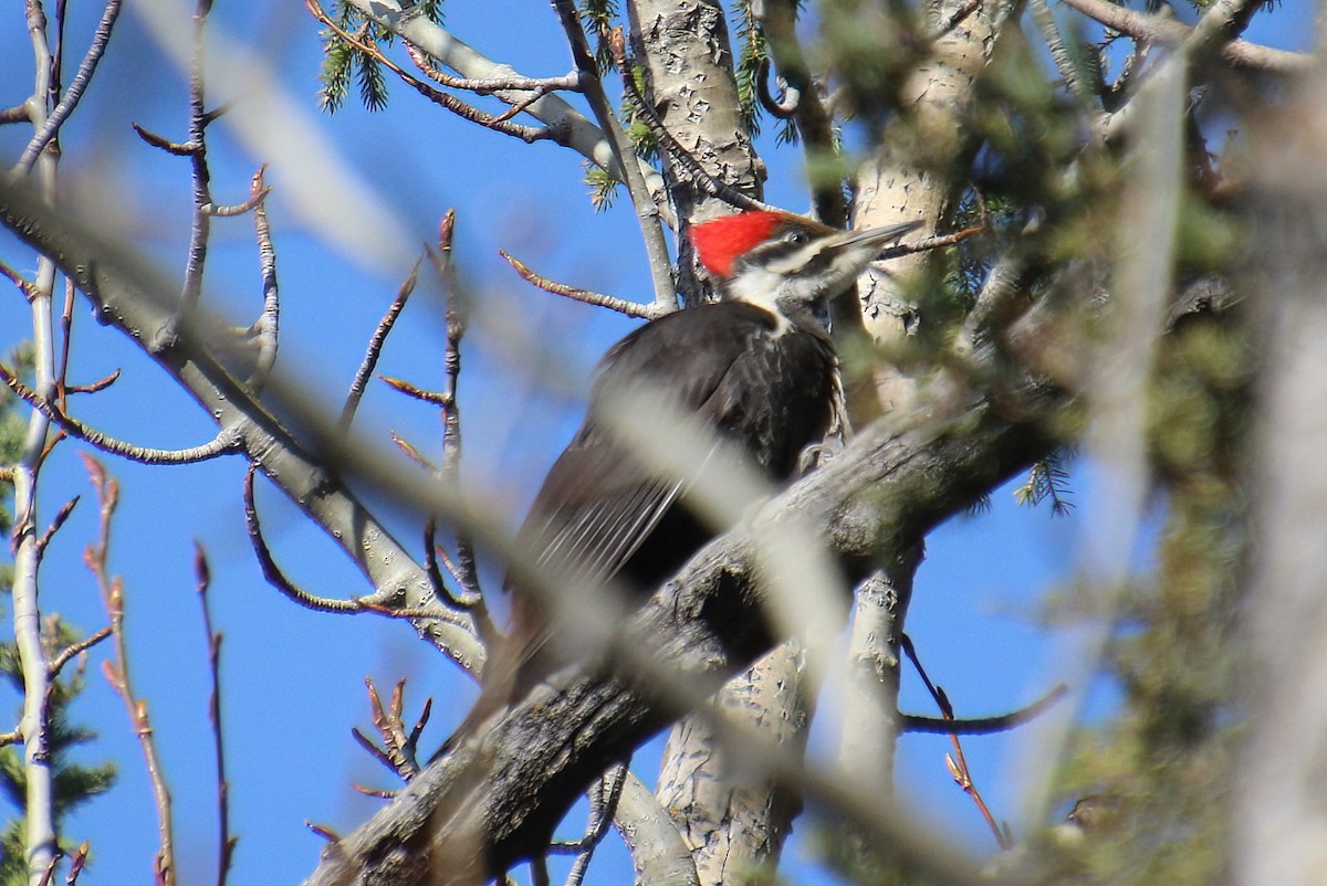 Pileated Woodpecker - ML618749793