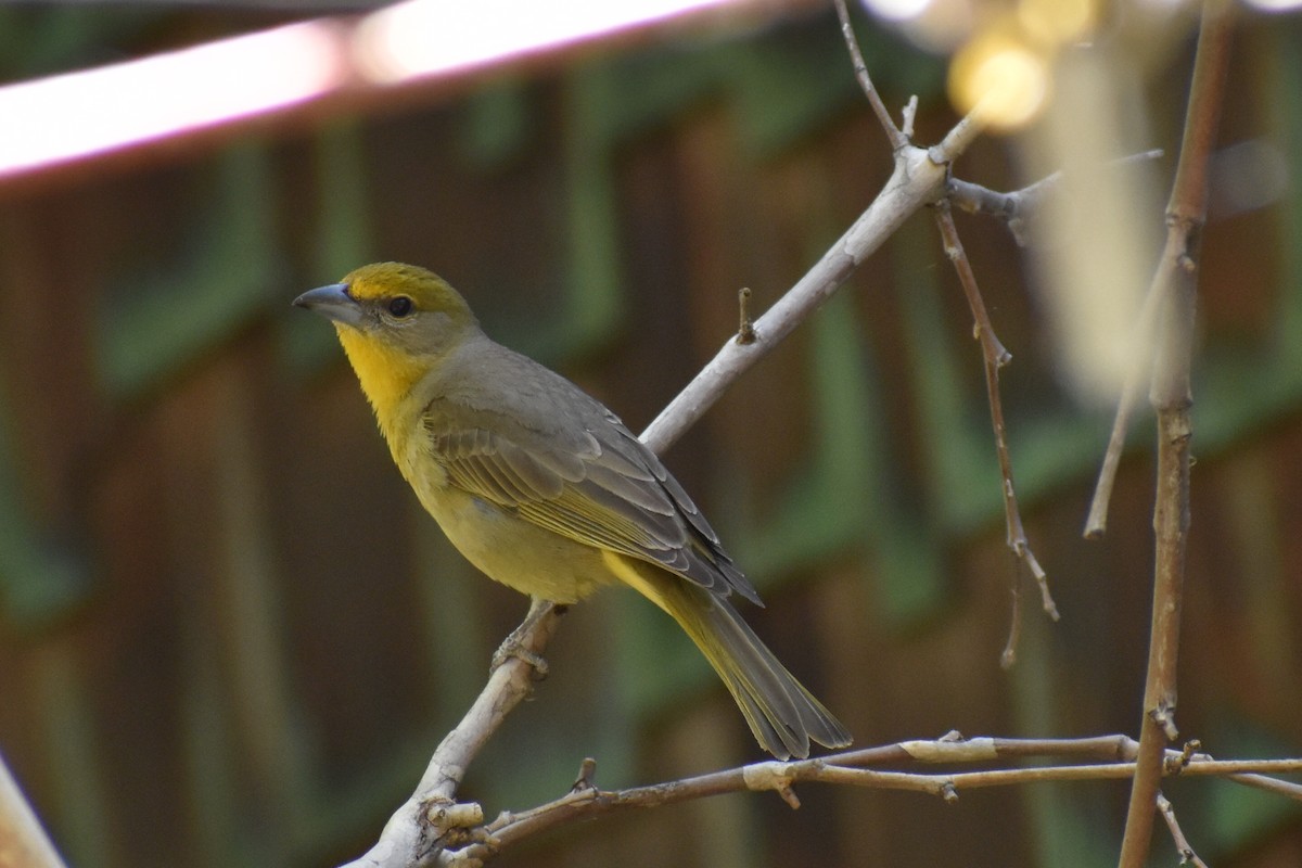 Hepatic Tanager - ML618749800