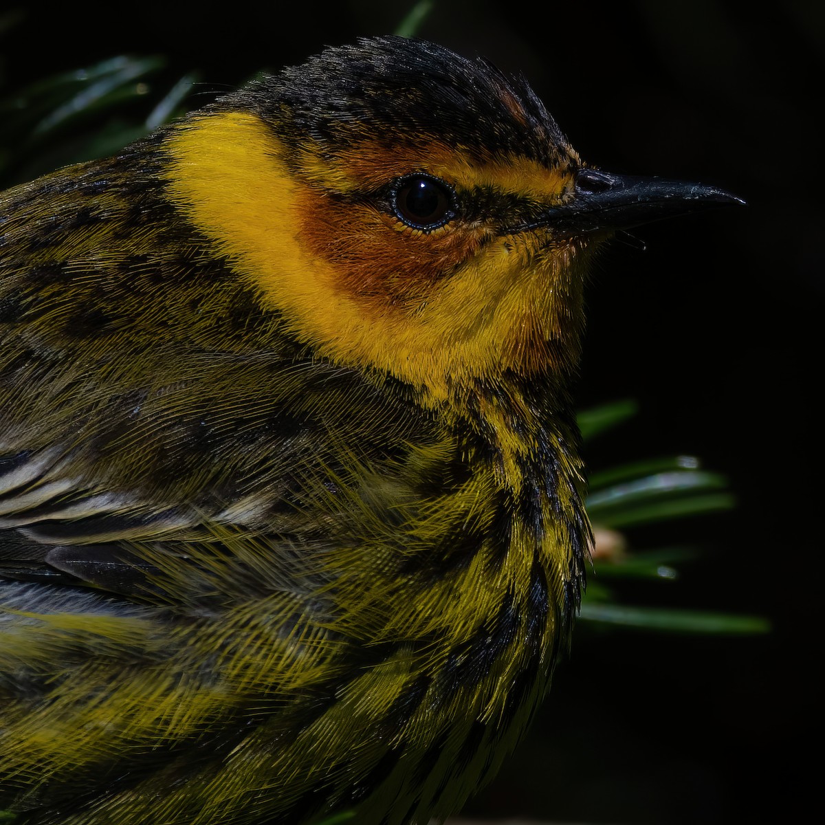 Cape May Warbler - ML618749807